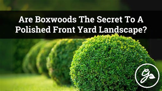 Tips on how to landscape your curb with boxwoods