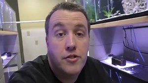 Bristlenose Pleco Care, Size, Tank, Lifespan & More