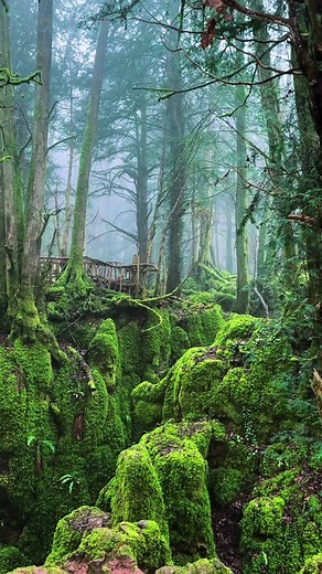 Exploring the Magic of Puzzlewood in Gloucestershire