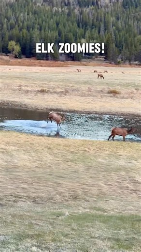 Bull Elk Started the Zoomies… Then the Whole Herd Lost It 🫎😂
