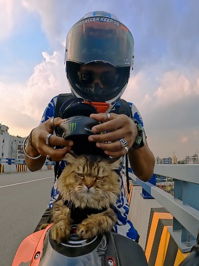 Adventurous Biker Cat on the Move