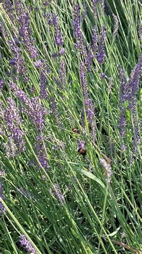 BUMBLEBEE AND LAVENDER