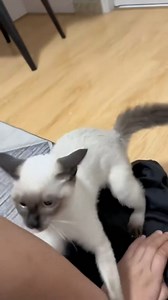 7K reactions · 528 shares | Funny behavior of cats #cat #cats #funny #cute #catsofinstagram #kitten #catlife #fyp #funnycat #cutecat | CatDog TheBest | Facebook