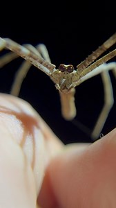 6K views · 78 reactions | Casting call: spiders good with nets ️️...