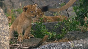 33K views · 167 shares | The African savannah is wild and full of challenges for these lion cubs. While on the move, they encounter a grave threat and their mother must defend them. The Born to Rule marathon starts now and continues all day on Nat Geo WILD! | National Geographic Animals | Facebook
