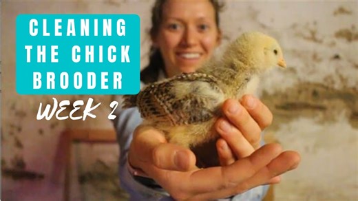 How to clean a chick brooder and provide healthy treats