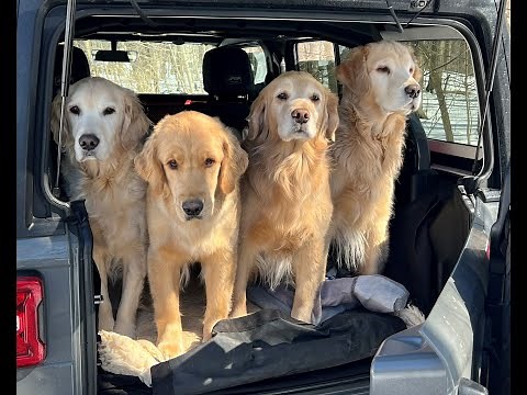 Cargo Dog install In a Jeep Wrangler