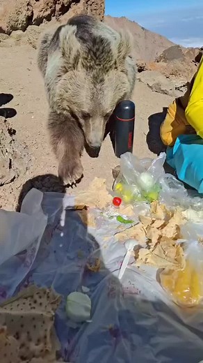 Anoosh (@ali.anoosh)’s videos with original sound - Anoosh