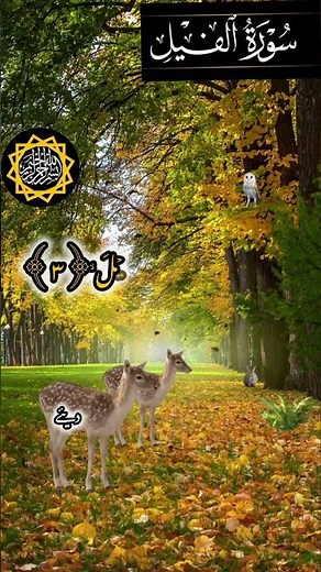 learn surah feel with Urdu translation/reaction SURAH feel/talawat surah feel with Urdu trgama