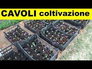 The cultivation of cabbages. (O.S. 62)