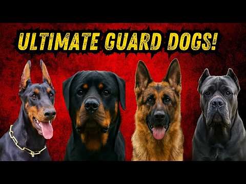 Most PROTECTIVE Dog Breeds For Home Security Purposes