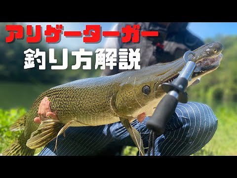 【バス釣り】怪魚アリゲーターガーの釣り方解説。日本で釣るために必要なタックル、釣れた状況、魚の動きを詳しく解説します。なぜ、バスの泳がせ釣りなのか？理由は◯◯【岡山】【野池】【ため池】【餌釣り】
