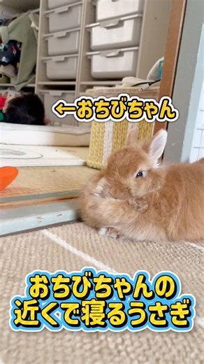 おちびちゃんの近くで寝るうさぎ #rabbit #animals #cute