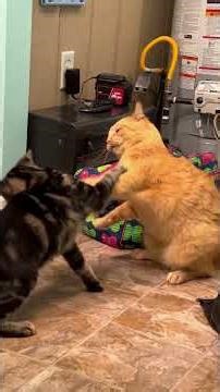 Cat:Pooping time is playtime.#cat #funny #funnycats #fyp #catlovers