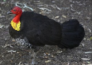 澳洲丛冢雉 不是火鸡，胜似火鸡 Alectura lathami （yt@MichaelBillerbeck