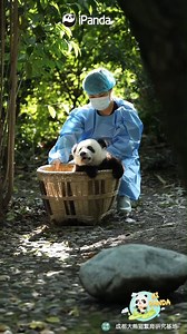 Today's exclusive sunbath includes a bamboo throne and private care. Hoping all panda babies grow up healthily and happily! #HiPanda #ChengduPandaBase #PandaMoment #HowGiantPandasGrowUp #BestJobInTheWorld For more panda information, please check out: https://en.ipanda.com | iPanda