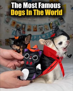 44K views · 979 reactions | Top 10 Most Famous Dogs in The World | TOP 10 | Facebook