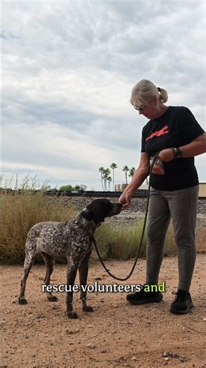 Camilla: A Senior German Shorthaired Pointer Who Loves Her Walks