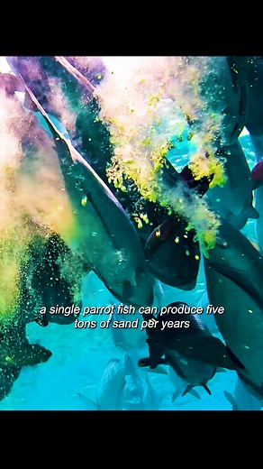 Animal world 356 on TikTok