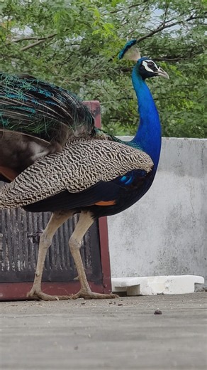 Peacock Sounds And Videos