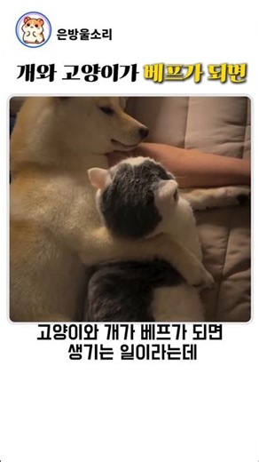 What happens when a dog and a cat become best friends #DogVideo