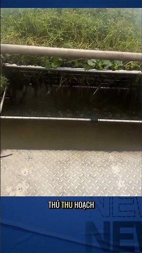 The job of collecting duckweed on the river