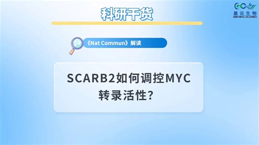 SCARB2如何调控MYC转录活性？