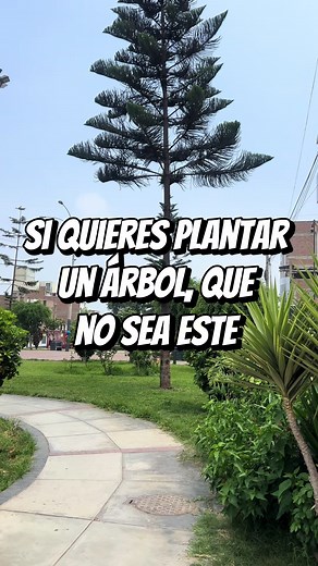 Consejos para plantar árboles: evita el Pino chileno