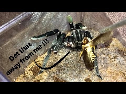 FEEDING my PAMPERED TARANTULAS !!!