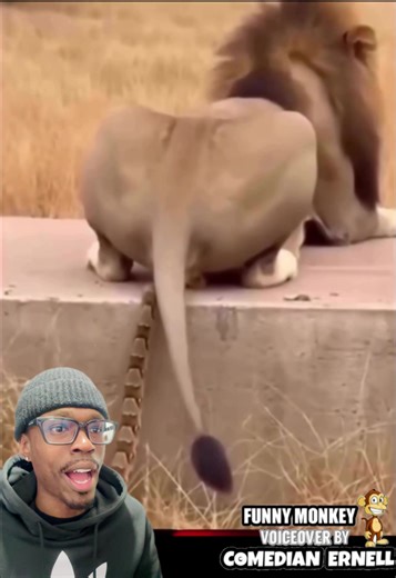 Hilarious Monkey Voiceover That Will Make You Laugh!