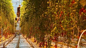 South Iceland-2nd march, 2023:ripping tomatoes and tomato path in Fridheimar - visitors friendly tomato farm.Famous travel destination on golden circle route. Agriculture Iceland