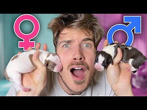 Shocking Gender Reveal of My Rescue Puppies!