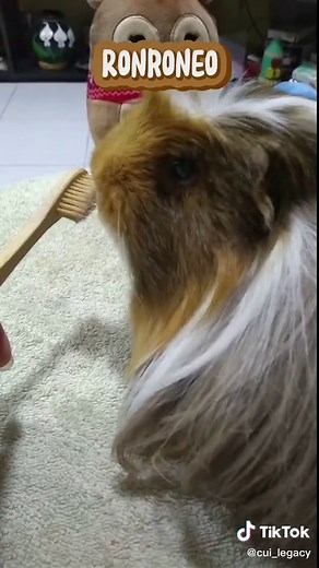 ¿Qué significan los sonidos que emite mi cuyo? 🤔🐹 #cuyoscuidados #cuyos #cuyosidades #cobayas #cobayastiktok #mascotas #veterinaria #cuidadodemascotas