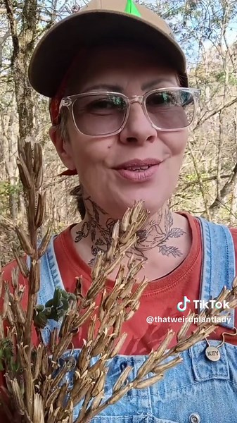 saving evening primrose seeds #seedsaving #foraging #seeds #ecopunk | primrose