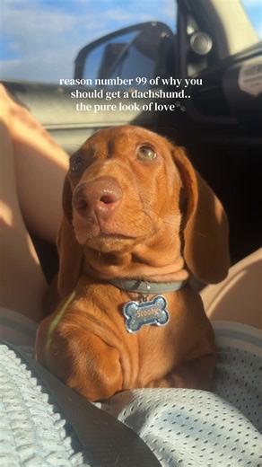 #dachshund #fyp #love