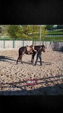 Horse Training_ Side Pull Halter vs. Bridle Explained#wally #younghorse #horses #training