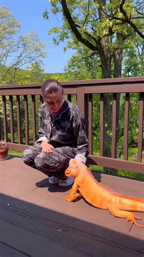 #pet #lizard #iguana #petstagram #petsofinstagram #reptiles | Dragon and Me