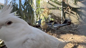 13K views · 703 reactions | What do you get when you mix weiros, budgies, and Japanese quail... #accessibility video description: a bit of ground cam featuring low hanging foliage and some logs placed on the ground. There's a lot of weiros waddling around, and a particular white one (Cosmo) keeps checking out the camera. The Japanese quail enjoy stretching and also checking out the camera a bit. | Little Beaks | Facebook
