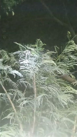 🐍Dendrelaphis pictus/Ular tali picis. 🐍