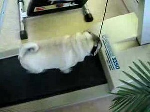 Fat pug doing exercise