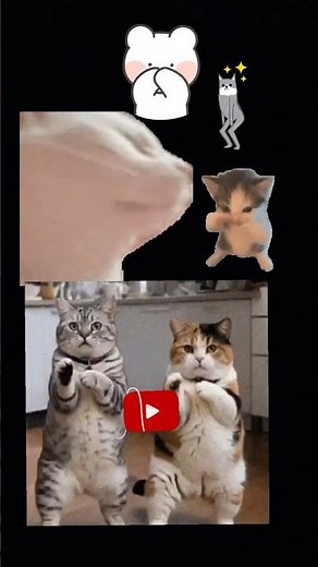 😹 Funny Cat Dance Song 🐱 | Happy Cartoon Cat Music | Kids Funny Animation
