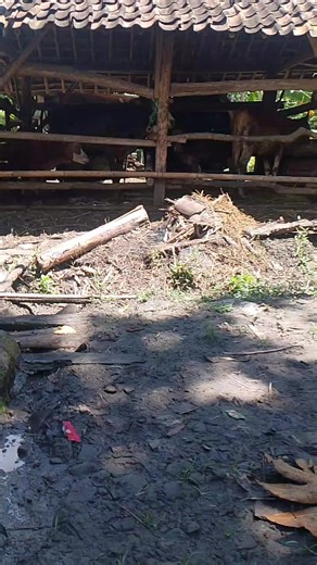 semangat beternak bolo dari awalnya cuma satu sapi menjadi 6 ekor. #peternakmuda #peternaksapiindonesia #inseminator #paramedikveteriner #sapi