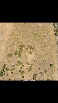 Clearing forests with buldozers & chains. This method of forest clearing is known as Chain Brushing