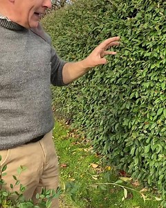 GREEN CORAL BERRY HEDGING (silver coral berry also available)tough fast growing ,evergreen,small leaf ,easy to clip ,good in all soil types ,furnishes to ground level ,totally winter hardy ,white flowers in spring loved by bees and pollinators,red berries in autumn for bird life ALL IRELAND DELIVERY Webshop Link in bio https://pergolanurseries.ecwid.com/ Pergola Nurseries Garden Corner Virginia,Co Cavan A gardeners oasis of quality plants Open Mon-Sat 9-6 Sun2-6 | Pergola Nurseries Garden Corner