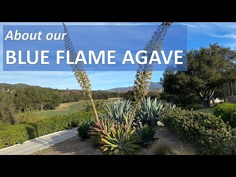 BLUE FLAME AGAVE Facts, Flowers, Identification, Care, Maintenance, Propagation. Foxtail & Shaw's
