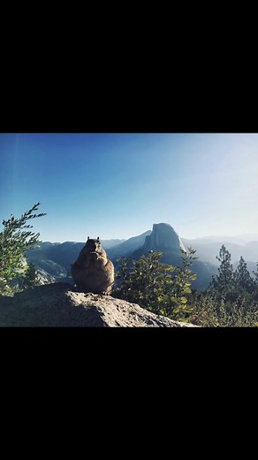Tree rats to hate #absoluteunit #chonker #fatsquirrel