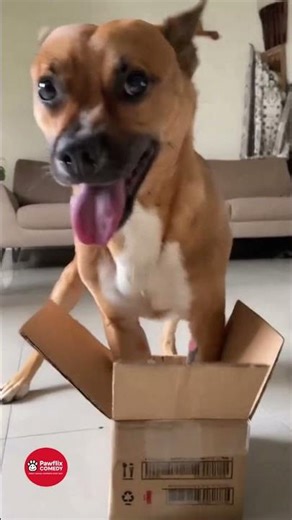 🤣 Dogs Acting Wildly Funny – You Won’t Stop Laughing! 🐶💥 | Must See
