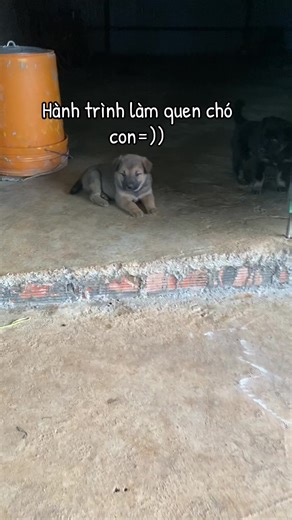 Hành trình làm quen chó con - Chó Shiba và những điều thú vị