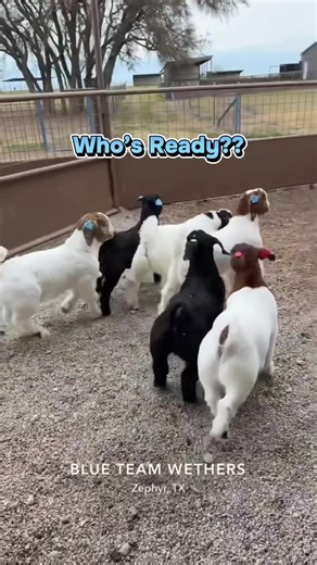 Ready for the Indiana Show Weekend!