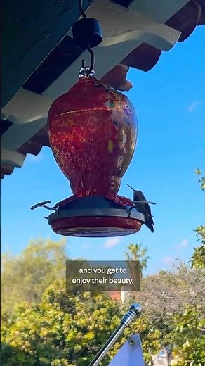how to make hummingbird nectar